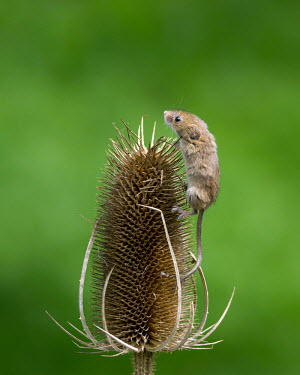 Harvest mouse climbing mouse,rodent,Harvest mouse,Micromys minutus,teasel,Dipsacus,British Wildlife Centre,Lingfield,Surrey,climbing,mammal,cute,Captive,Rodents,Rodentia,Chordates,Chordata,Mammalia,Mammals,Rats, Mice, Voles