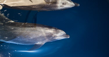 Long-beaked common dolphin underwater underwater,high angle,Wild,Mammalia,Mammals,Oceanic Dolphins,Delphinidae,Chordates,Chordata,Cetacea,Whales, Dolphins, and Porpoises,Cetartiodactyla,Carnivorous,Pacific,Indian,Animalia,Delphinus,Append