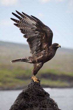 Galapagos hawk stretching wings wings,stretching,Wild,Accipitridae,Hawks, Eagles, Kites, Harriers,Chordates,Chordata,Aves,Birds,Ciconiiformes,Herons Ibises Storks and Vultures,galapagoensis,Forest,Animalia,South America,Falconiforme