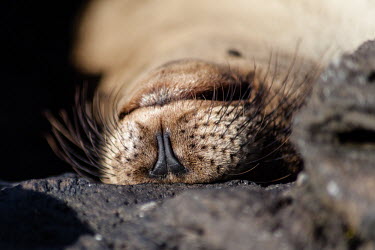 Galapagos fur seal resting, showing mouth detail mouth detail,resting,sleeping,Wild,Carnivores,Carnivora,Mammalia,Mammals,Otariidae,Eared Seals,Chordates,Chordata,Endangered,Aquatic,Arctocephalus,Carnivorous,Coastal,Appendix II,Shore,South America,A
