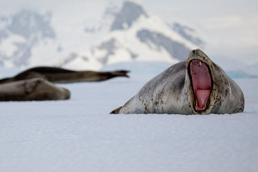 Leopard seal, with mouth open mouth detail,Wild,Phocidae,True Seals,Mammalia,Mammals,Carnivores,Carnivora,Chordates,Chordata,Least Concern,Aquatic,Terrestrial,Antarctic,Hydrurga,leptonyx,Animalia,Snow and ice,Carnivorous,Atlantic,