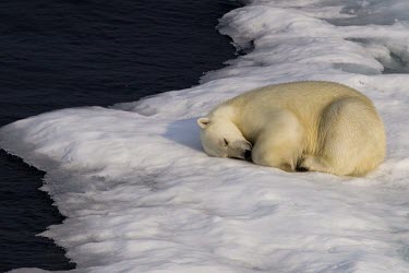 Polar bear sleeping on ice sleeping,ice,Wild,Chordates,Chordata,Bears,Ursidae,Mammalia,Mammals,Carnivores,Carnivora,Snow and ice,North America,Europe,maritimus,Vulnerable,Carnivorous,Terrestrial,Ursus,Asia,Animalia,Ocean,Tundra