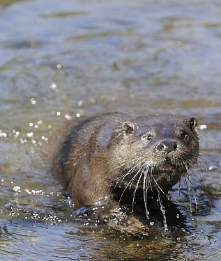 Common otter (Lutra lutra) emerging from river Common otter,Lutra lutra,Mammalia,Mammals,Weasels, Badgers and Otters,Mustelidae,Carnivores,Carnivora,Chordates,Chordata,Animalia,Terrestrial,Wildlife and Conservation Act,Appendix I,Ponds and lakes,A