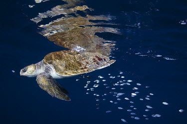 Portrait of a loggerhead turtle with fish shoal swimming alongside, found 5 miles off the coast of Ixtapa. Animals,Guerrero,Ixtapa,Loggerhead Turtle,Macro photography,Mexican Riviera,Mxico,North America,Pacific Ocean,Pat,Sacramento,Wild,Wilderness,Zihuatanejo,fishes,nature,scuba diving,tourism,travel,under