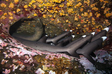 Group of whitetip reef sharks gathered in rock crevice with eel Animals,Baja California,Islas Revillagigedo,Mxico,North America,Pacific Ocean,Photography,Roca Partida,Wide Angle Photography,Wild,diving,nature,ocean,tourism,travel,underwater,Triaenodon,Animalia,Car