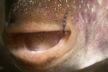 Close up of a longnose puffer whith the last trace of his last meal still on his mouth. Animal behavior,Botete Verrugoso,Macro photography,fish,marine life,mouth,scuba diving,tourism,travel,underwater,Guerrero,Ixtapa Island,Longnose Puffer,Mexico,North America,Sphoeroides lobatus