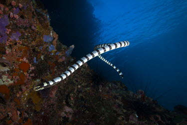 Sea snake Photography,Wild,diving,indic ocean,macro,nature,scuba,sea,travel,underwater photography,Cebu,Gato Island,Malapascua,Philippines