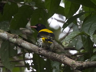 Dark-throared oriole, rear view bird,aves,perched,near threatened,male