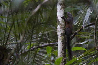 Horse-tailed squirrel climbing up tree mammal,squirrel,climbing,near threatened