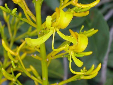 Close up of pau-de-tucano flower Mature form,Flower,Plantae,Vochysia,Photosynthetic,Terrestrial,Vochysiaceae,Vochysiales,Tracheophyta,Magnoliopsida,South America