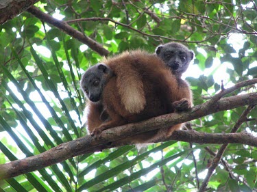 White-collared brown lemur pair Adult,Africa,Critically Endangered,Arboreal,Primates,Eulemur,Animalia,Mammalia,Herbivorous,Appendix I,Lemuridae,cinereiceps,Chordata,Rainforest,IUCN Red List,Endangered