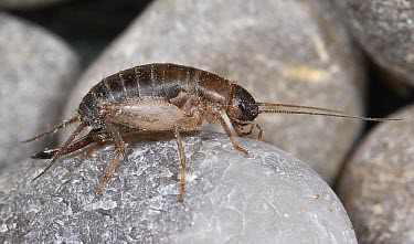 Female scaly cricket, lateral view Terrestrial,Endangered,Shore,Omnivorous,Europe,Arthropoda,Gryllidae,Insecta,Orthoptera,Animalia,Pseudomogoplistes