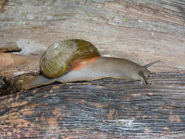 Pondoland cannibal snail Dai Herbert / Natal Museum Africa,Forest,Natalina,Critically Endangered,Stylommatophora,Animalia,beyrichi,Rhytididae,Carnivorous,Terrestrial,Mollusca,IUCN Red List