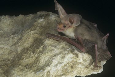 Hemprich's long-eared bat crawling on a rock Locomotion,Climbing,Chiroptera,Bats,Mammalia,Mammals,Chordates,Chordata,Vespertilionidae,Vesper Bats,Flying,hemprichii,Carnivorous,Desert,Semi-desert,Animalia,Least Concern,Africa,Otonycteris,Asia,IUC