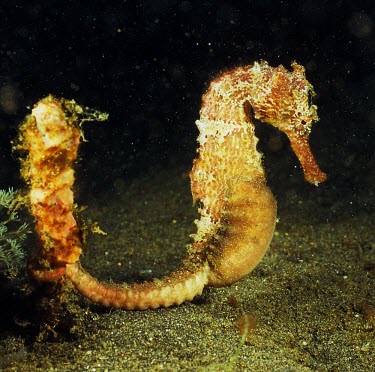 Heavily pregnant male hedgehog seahorse resting on seabed Reproduction,Chordata,Animalia,barbouri,Appendix II,Indian,Carnivorous,Syngnathiformes,Syngnathidae,spinosissimus,Australia,Coral reef,Hippocampus,Pacific,Coastal,Vulnerable,Actinopterygii,Asia,Aquati