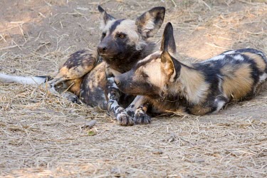 Pair of African wild dogs lying down Adult,Meetings with others of same species,Intra-specific behaviours,Carnivores,Carnivora,Mammalia,Mammals,Chordates,Chordata,Dog, Coyote, Wolf, Fox,Canidae,Savannah,Carnivorous,Terrestrial,Forest,pic