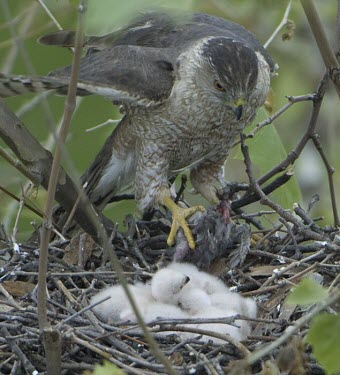 Cooper's hawk returning to the nest with prey Reproduction,Feeding chick,Aves,Birds,Ciconiiformes,Herons Ibises Storks and Vultures,Chordates,Chordata,Accipitridae,Hawks, Eagles, Kites, Harriers,Falconiformes,South America,CITES,Flying,Appendix I