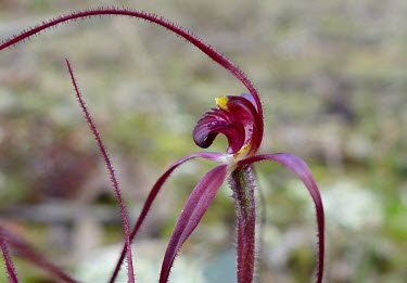 Patricia's spider orchid Flower,Liliopsida,Caladenia,Tracheophyta,Orchidaceae,Plantae,Orchidales,IUCN Red List,Vulnerable