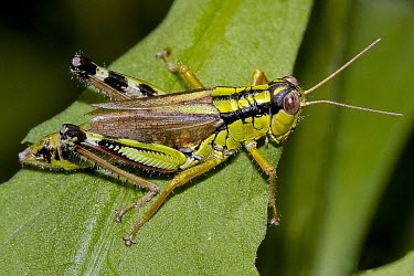 Female Miramella irena Acrididae,Terrestrial,Arthropoda,IUCN Red List,Miramella,Vulnerable,Insecta,Europe,Animalia,Orthoptera