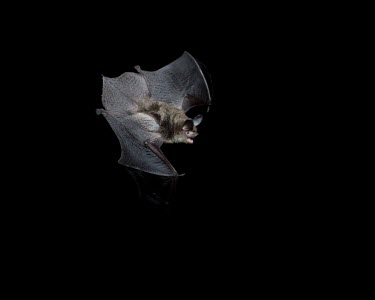 Northern long-eared bat in flight Adult,Flying,Locomotion,Chiroptera,Bats,Mammalia,Mammals,Chordates,Chordata,Vespertilionidae,Vesper Bats,Carnivorous,Myotis,Forest,Terrestrial,Animalia,North America,Temperate,Near Threatened,IUCN Red