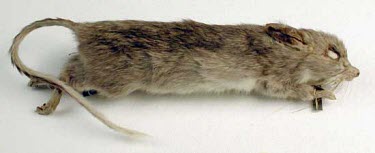 White-footed rabbit-rat specimen Threats to existence,Adult,Rats, Mice, Voles and Lemmings,Muridae,Rodents,Rodentia,Chordates,Chordata,Mammalia,Mammals,Omnivorous,Extinct,Australia,Terrestrial,Forest,albipes,Arboreal,Animalia,Conilur