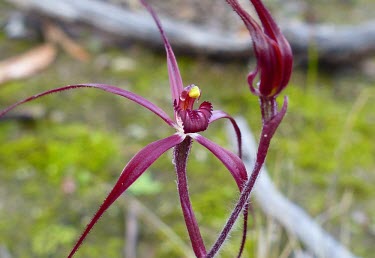 Patricia's spider orchids Flower,Liliopsida,Caladenia,Tracheophyta,Orchidaceae,Plantae,Orchidales,IUCN Red List,Vulnerable