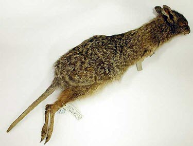 Eastern hare wallaby specimen Adult,Threats to existence,Kangaroos and Wallabies,Macropodidae,Diprotodontia,Kangaroos, Wallabies,Mammalia,Mammals,Chordates,Chordata,Extinct,Grassland,Animalia,Australia,leporides,Herbivorous,Terres