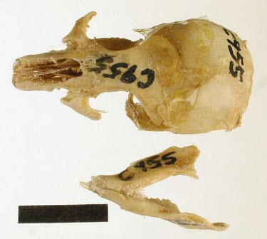 Gould's mouse specimen, top of skull and underside of jawbone Threats to existence,Rats, Mice, Voles and Lemmings,Muridae,Mammalia,Mammals,Chordates,Chordata,Rodents,Rodentia,Grassland,Extinct,Australia,Terrestrial,Pseudomys,Omnivorous,Animalia,gouldii,IUCN Red