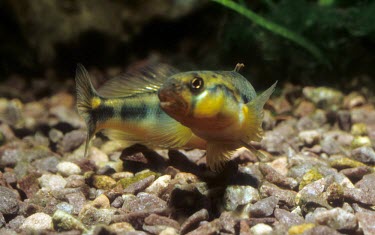 Gilt darter Adult,Streams and rivers,Chordata,Least Concern,Aquatic,Perciformes,IUCN Red List,Fresh water,Percidae,North America,Animalia,Percina,Actinopterygii,Ponds and lakes