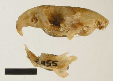 Gould's mouse specimen, skull and jawbone from side Threats to existence,Rats, Mice, Voles and Lemmings,Muridae,Mammalia,Mammals,Chordates,Chordata,Rodents,Rodentia,Grassland,Extinct,Australia,Terrestrial,Pseudomys,Omnivorous,Animalia,gouldii,IUCN Red