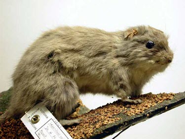 Mounted skin of a lesser stick-nest rat Adult,Threats to existence,Rats, Mice, Voles and Lemmings,Muridae,Chordates,Chordata,Mammalia,Mammals,Rodents,Rodentia,Herbivorous,Terrestrial,apicalis,Animalia,Australia,Critically Endangered,Leporil
