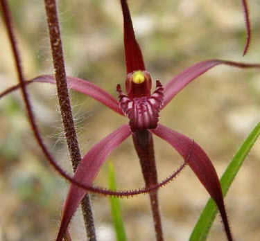 Patricia's spider orchid, close up Flower,Liliopsida,Caladenia,Tracheophyta,Orchidaceae,Plantae,Orchidales,IUCN Red List,Vulnerable