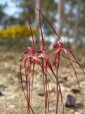 Patricia's spider orchids Flower,Liliopsida,Caladenia,Tracheophyta,Orchidaceae,Plantae,Orchidales,IUCN Red List,Vulnerable