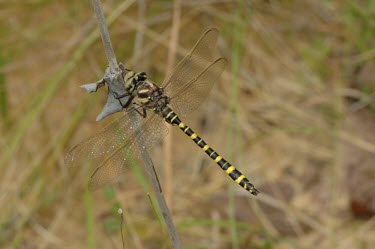 Say's spiketail with strong yellow colouration Odonata,Cordulegaster,sayi,Forest,Temperate,Animalia,Insecta,Carnivorous,Aquatic,Terrestrial,Arthropoda,IUCN Red List,North America,Fresh water,Flying,Cordulegastridae,Temporary water,Broadleaved,Vuln