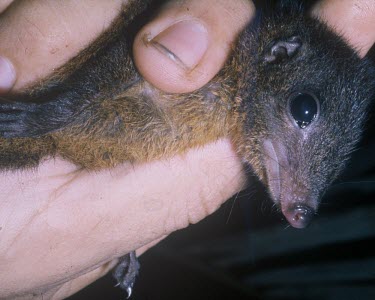 Golden-bellied treeshrew being held, tame individual Other (History, folklore, use by man),Adult,Chordates,Chordata,Tupaiidae,Tree Shrews,Scandentia,Mammalia,Mammals,Animalia,Sub-tropical,chrysogaster,Forest,Asia,Arboreal,Tupaia,Terrestrial,IUCN Red Lis