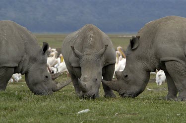 Group of white rhinoceros grazing Feeding,Feeding behaviour,Adult,Rhinocerous,Rhinocerotidae,Perissodactyla,Odd-toed Ungulates,Mammalia,Mammals,Chordates,Chordata,Appendix II,Scrub,simum,Terrestrial,Savannah,Near Threatened,Africa,Cri