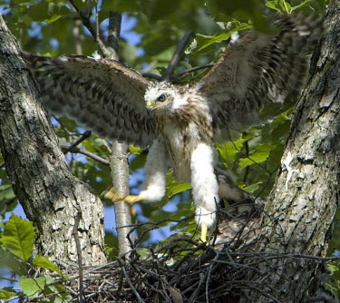 Cooper's hawk chick exercising its wings Fledgling,Aves,Birds,Ciconiiformes,Herons Ibises Storks and Vultures,Chordates,Chordata,Accipitridae,Hawks, Eagles, Kites, Harriers,Falconiformes,South America,CITES,Flying,Appendix III,Least Concern,