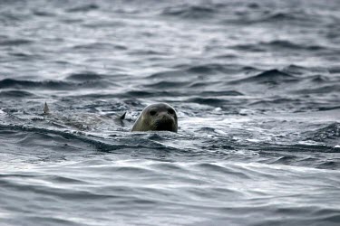 Female Mediterranean monk seal swimming On top of water,Adult,Locomotion,Adult Female,Swimming,Carnivores,Carnivora,Chordates,Chordata,Mammalia,Mammals,Phocidae,True Seals,monachus,Carnivorous,Terrestrial,Aquatic,Rock,Europe,Coastal,Monachu
