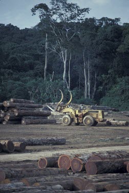 JCB moving timber at logging camp Threats to existence,Habitat destruction,Mammalia,Mammals,Chordates,Chordata,Primates,Hominids,Hominidae,Rainforest,Endangered,Gorilla,Africa,Animalia,beringei,Terrestrial,Herbivorous,IUCN Red List