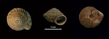 Madeiran land snail shell specimens Europe,Terrestrial,Gastropoda,Vulnerable,commixtus,Mollusca,Stylommatophora,Animalia,Hygromiidae,Caseolus,IUCN Red List,Least Concern