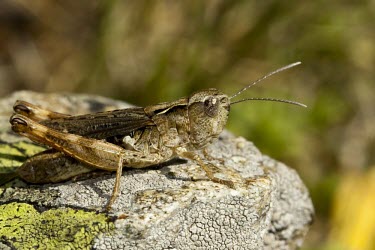 Chorthippus acroleucus on a rock Terrestrial,Herbivorous,Europe,Animalia,Insecta,Arthropoda,Orthoptera,Chorthippus,Acrididae,Grassland