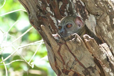 Sahamalaza sportive lemur Adult,Lepilemur,Africa,Lepilemuridae,Mammalia,Data Deficient,Primates,Animalia,Forest,Omnivorous,Terrestrial,Chordata,IUCN Red List