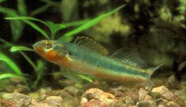 Gilt darter Adult,Streams and rivers,Chordata,Least Concern,Aquatic,Perciformes,IUCN Red List,Fresh water,Percidae,North America,Animalia,Percina,Actinopterygii,Ponds and lakes