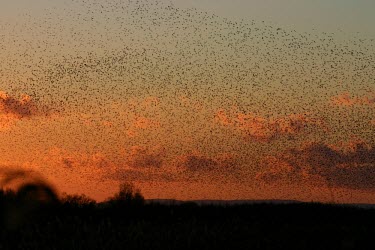 European starling flock in flight at winter roost site How does it live ?,Social behaviour,Chordates,Chordata,Perching Birds,Passeriformes,Aves,Birds,Sturnidae,Starlings,Sturnus,Europe,Flying,Temperate,Wildlife and Conservation Act,Africa,Common,Terrestri
