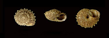 Actinella laciniosa shells Hygromiidae,Rock,Mollusca,Europe,IUCN Red List,Terrestrial,Animalia,Actinella,Gastropoda,Stylommatophora,Vulnerable
