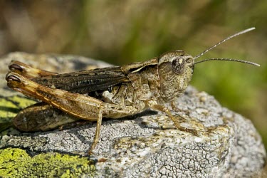 Female Chortipphus acroleucus Insecta,IUCN Red List,Animalia,Terrestrial,Orthoptera,Arthropoda,Acrididae,Chortipphus,Europe,Vulnerable