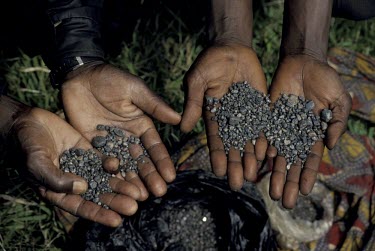 Colombo-tantalite, mined for use in mobiles and laptops, miners rely on poached bushmeat for food Threats to existence,Habitat destruction,Poaching,Hominids,Hominidae,Chordates,Chordata,Mammalia,Mammals,Primates,Endangered,Africa,Animalia,Tropical,Appendix I,Arboreal,Pan,Terrestrial,Omnivorous,tro