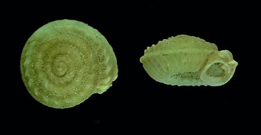 Serratorotula coronata shells Endangered,Europe,IUCN Red List,Terrestrial,Rock,Animalia,Mollusca,Hygromiidae,Serratorotula,Gastropoda,Stylommatophora