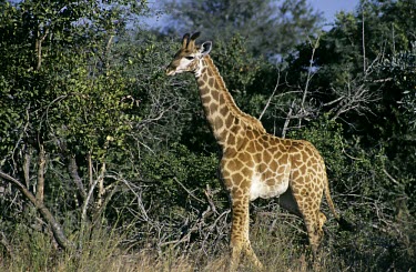 Juvenile giraffe Juvenile,Even-toed Ungulates,Artiodactyla,Chordates,Chordata,Mammalia,Mammals,Giraffidae,Giraffes,Terrestrial,Africa,Cetartiodactyla,Savannah,Herbivorous,Endangered,camelopardalis,Animalia,Giraffa,Lea