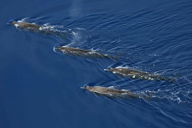 Arnoux's beaked whales swimming together How does it live ?,Habitat,Social behaviour,Adult,Oceans,Marine,Species in habitat shot,Cetacea,Whales, Dolphins, and Porpoises,Mammalia,Mammals,Chordates,Chordata,Beaked Whales,Hyperoodontidae,Ocean,